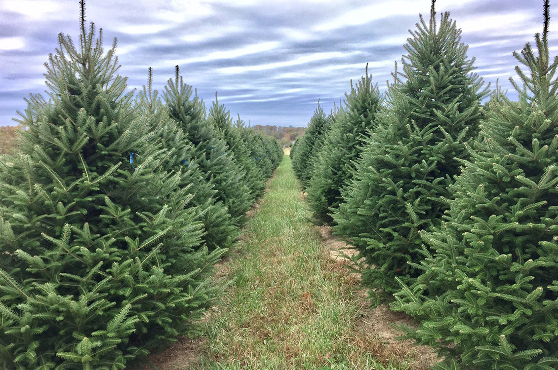 Experience the Joy of Visiting Our Christmas Tree Farm at T's Trees